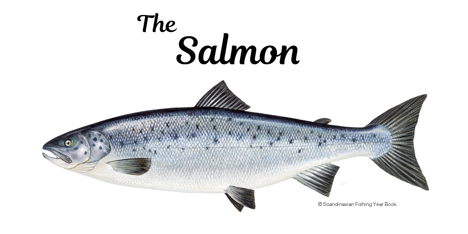 Atlantic Salmon