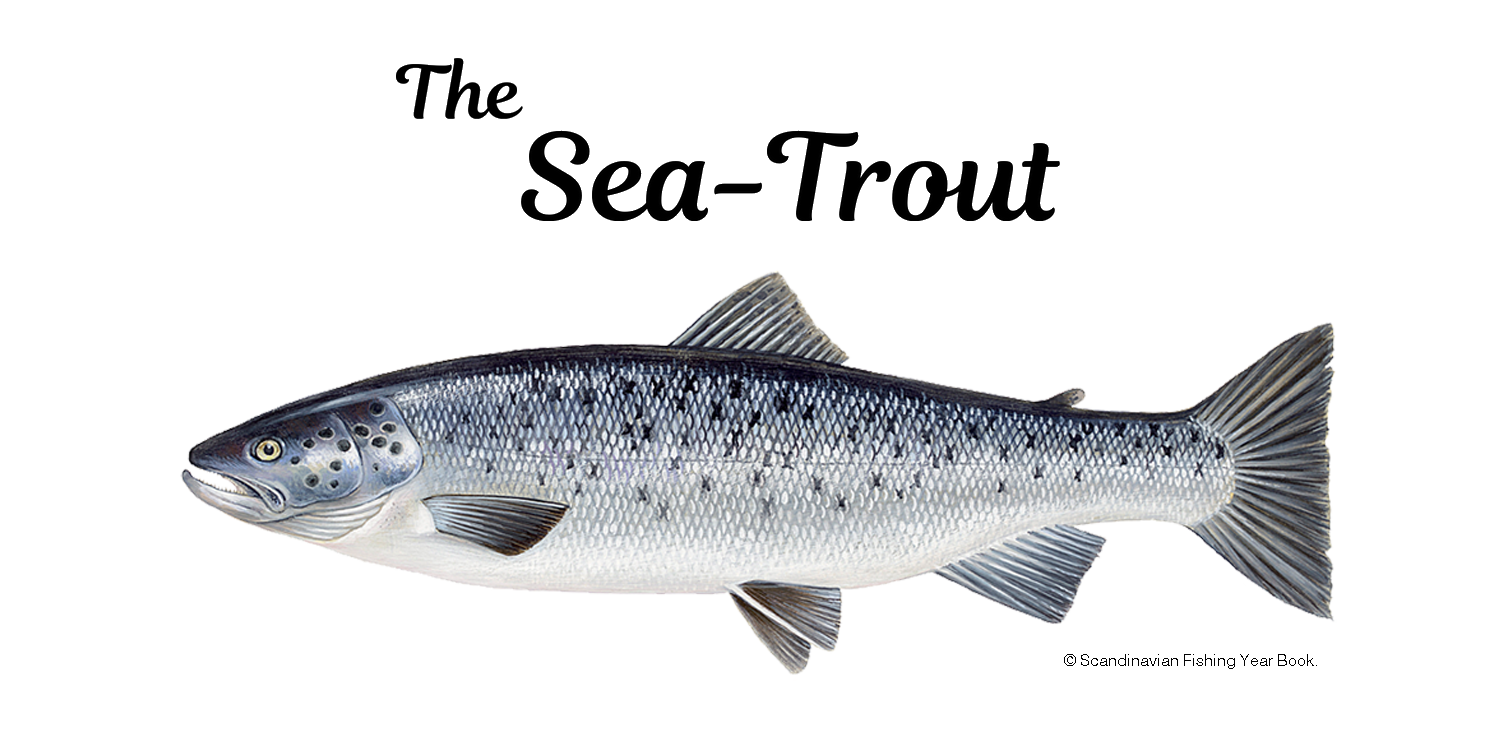 Sea Trout