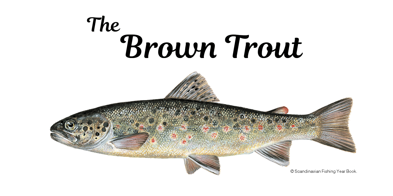 Brown Trout