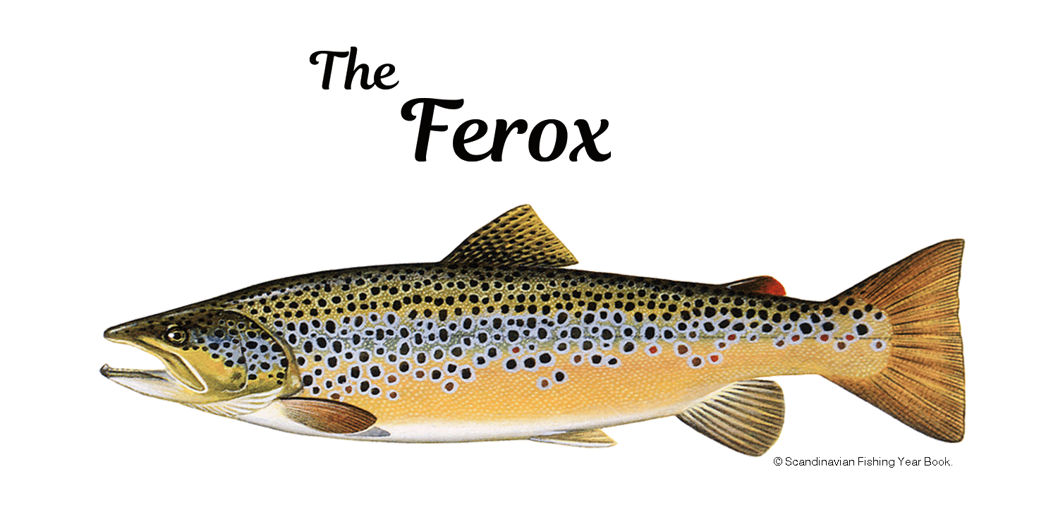Ferox Trout