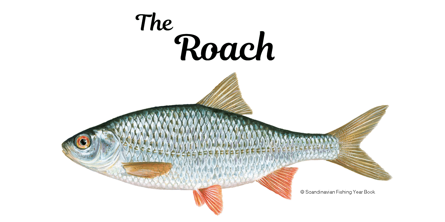 Roach Introduction