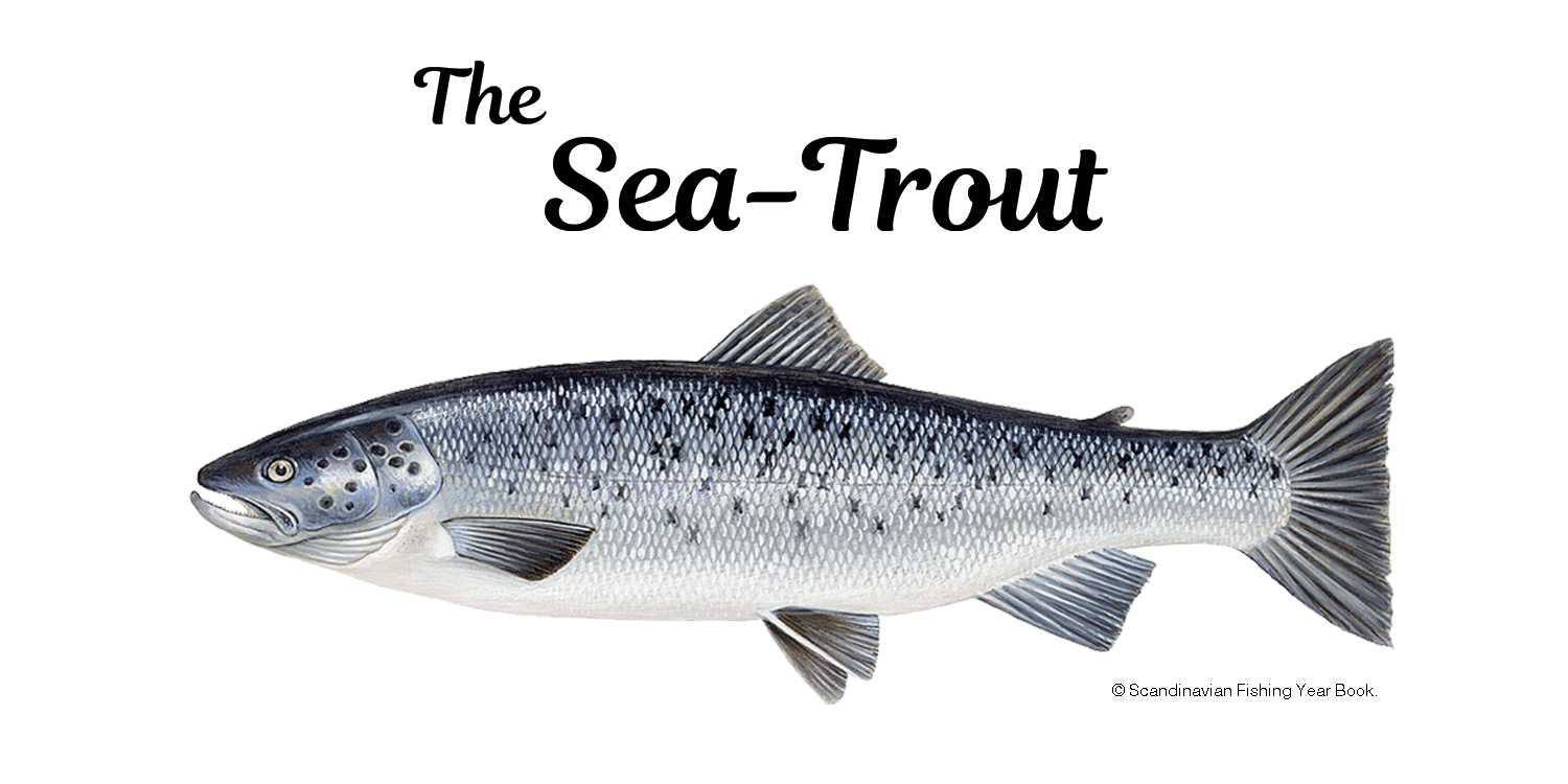 Sea Trout