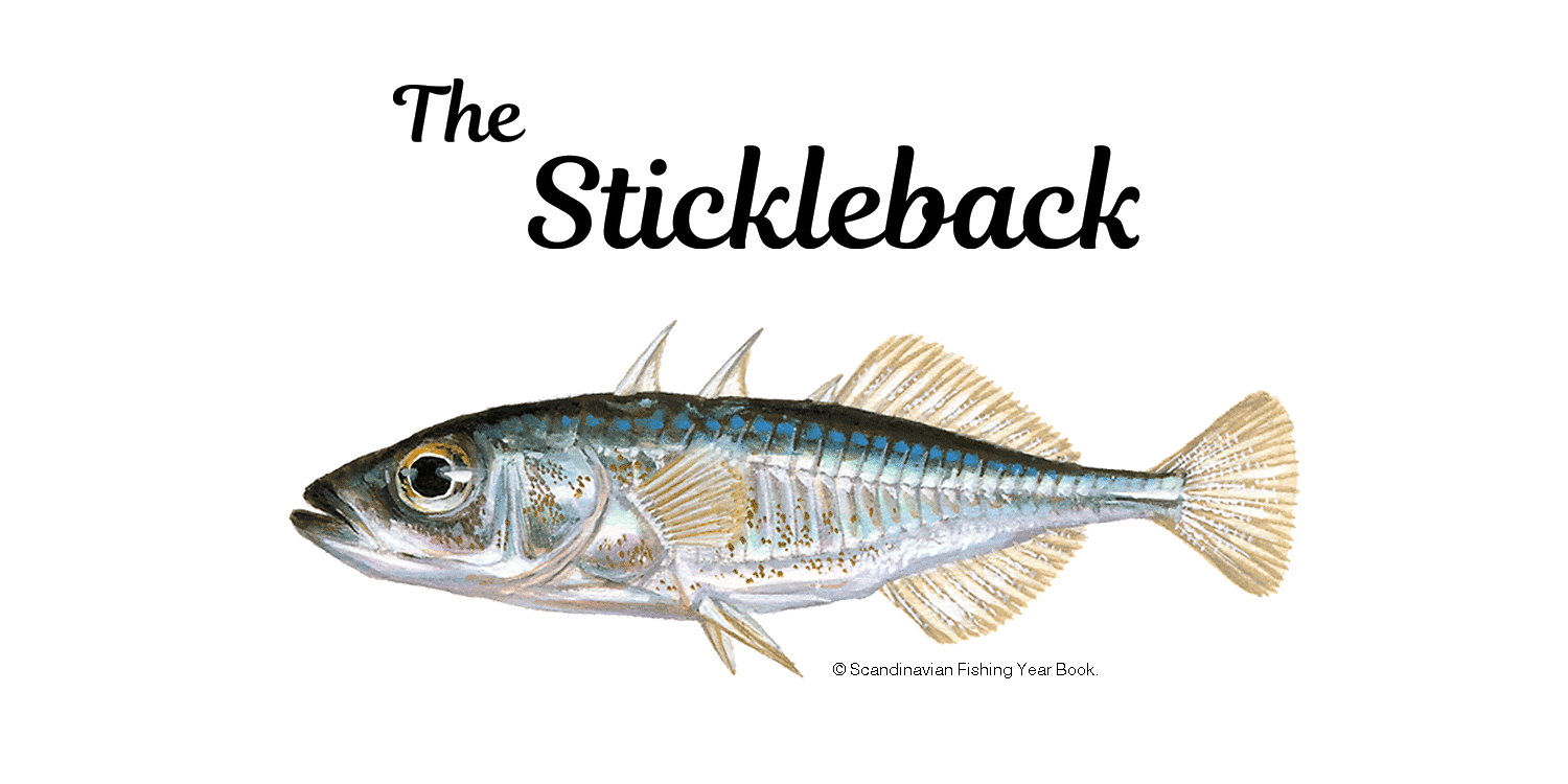 Stickleback introduction