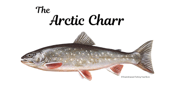 Arctic Charr page.