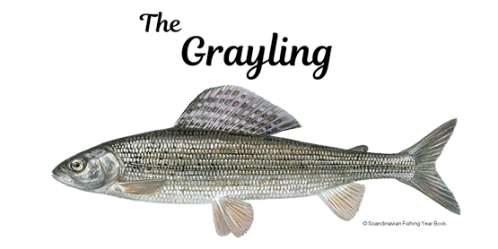 Grayling page.