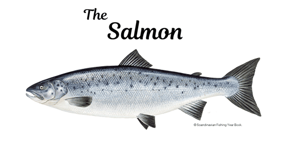 Atlantic Salmon page link